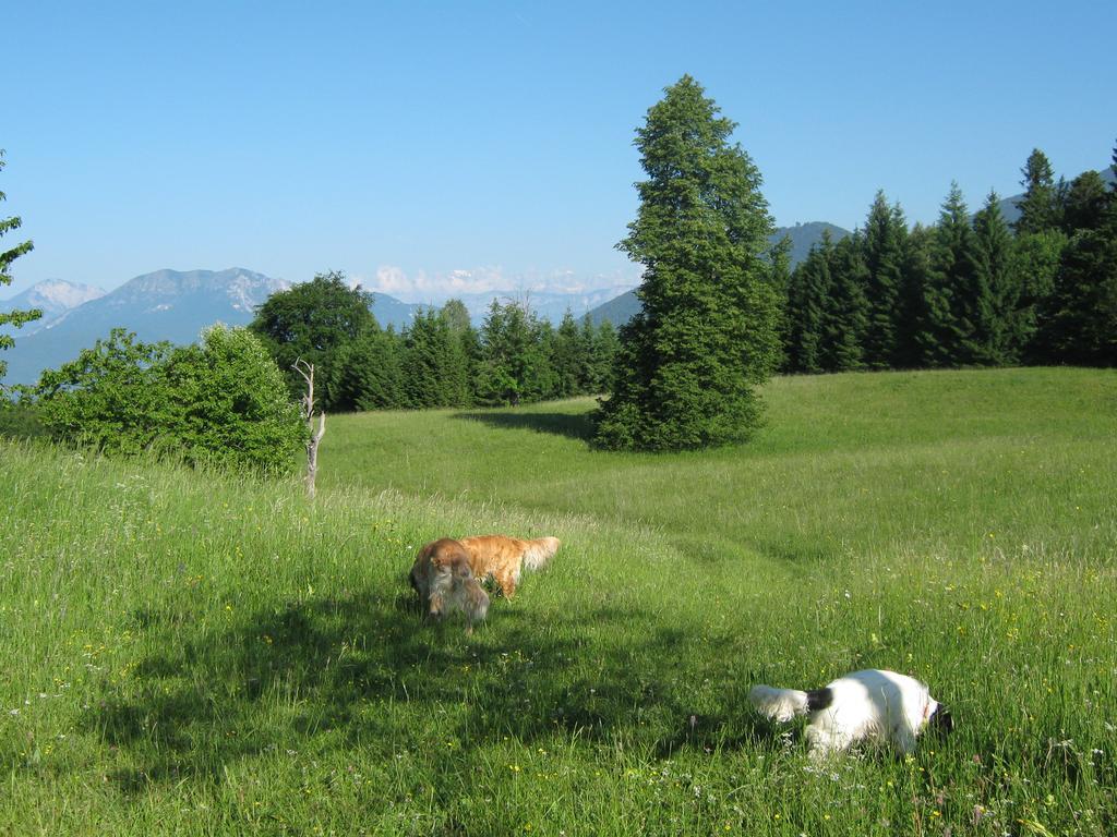 Chalet La Montagnola Villa Borgo Valsugana Exteriör bild